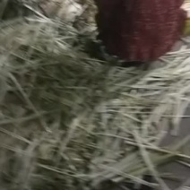 大量供应新鲜蒲菜，主要经营1斤2斤3斤真空包装的精品菜