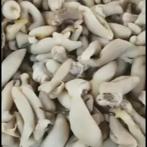 羊宝皮现货出售，纯干货羊蛋皮