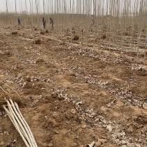 杨树苗107需要的联系我