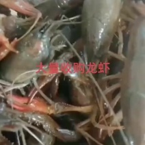 13207306733湖南龙虾养殖兼收购+批发