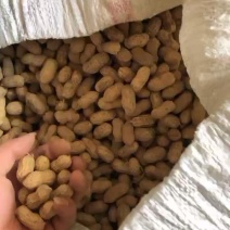 白沙系列天府三号系列花生都有