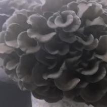 工厂化种植新鲜的舞茸（灰树花）常年供货