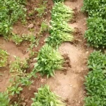 甘肃天水武山辣椒苗子各种蔬菜苗