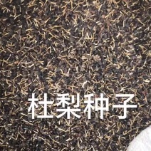 杜梨种子，嫁接各种梨苗沾木，芽率看图片，大量批发，