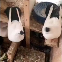 观赏鸽点子出售需要的可以联系