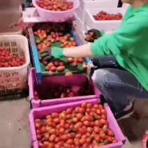 现在上市的水果蔬菜，欢迎各位老板前来参加订购