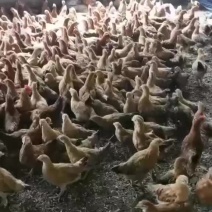 脱温鸡，现货几万只，需要的老板看过来