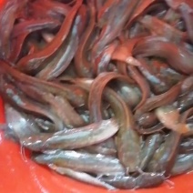 本地三黄塘鲺鱼苗，塘角鱼苗，广东苗场直销