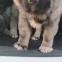高加索犬可视频选购疫苗齐全，血统纯正公母都有。