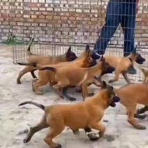 高动力马犬可视频选购疫苗齐全，公母都有血统纯正