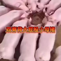 长白二元母猪，母猪三头包邮，支持全国发货