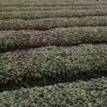 广东红苋菜限广东范围内