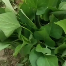 【脱毒西瓜红薯苗】开封脱毒红薯苗基地直发量大从优