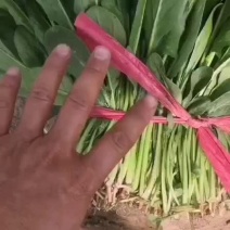精品菠菜上市中，品质好。