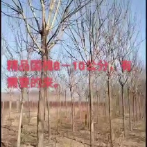 精品国槐三年冠8_10公分