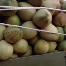 各种水果批发椰子个头大想要的联系
