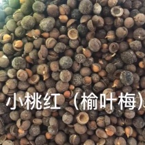 榆叶梅种子（小桃红）籽料饱满，开口率老好了