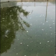 出售牛蛙苗