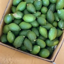 广东香水柠檬大量到货