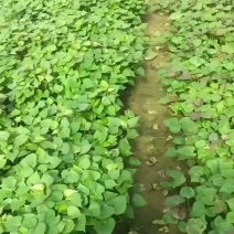 山东地瓜红薯苗济薯26西瓜红济薯25糖蜜罐新品商薯19等
