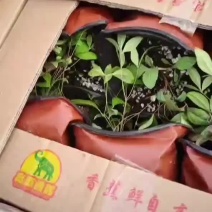 南天竹发货，感谢老客户一直信任