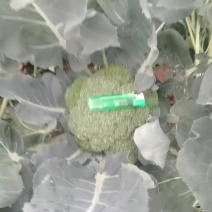 绿色有机蔬菜种殖基地