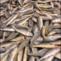 海水小黄鱼，欢迎前来订购洽谈