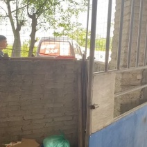 货拉拉走一车广东香水柠檬