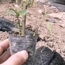 南板蓝根营养袋苗，带土发货，好种易成活。