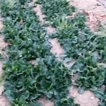 菠菜，自产自销，有需要的朋友