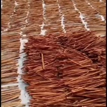 广西玉林去皮烟桂，锯10cm8cm