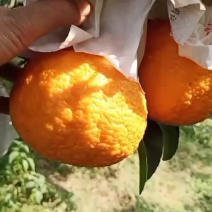 四川柑桔，眉山丹棱不知火柑桔，口感好质量高，支持各大电商