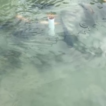 溪水养殖生态裸鲤、草鱼