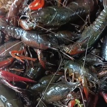 清水龙虾，肉质饱满，底板干净，价格不贵，量大从优
