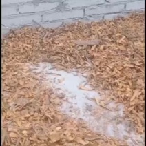广西手工烟桂刨花