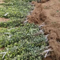 能做护栏，能做绿化，精品北海道