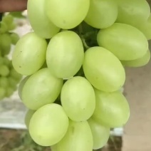 维多利亚葡萄大量上市河北基地直供一手货源全国发货