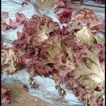 沈阳地产紫叶生菜(红叶生菜)