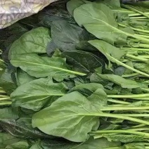 南大堡本地叶菜大量上市