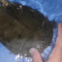 正宗嘢生甲鱼，黄花黑花，不嘢不要钱。。。。