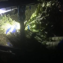 莴笋红叶莴笋大量上市中