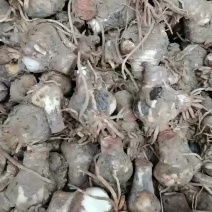 长期大量蜘蛛兰种球批发