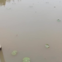 本鱼场供应草鱼苗，需要的客户连系。