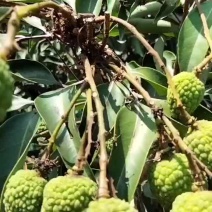广东茂名电白荔枝龙眼代办
