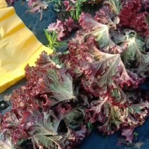 沈阳地产紫叶生菜(红叶生菜)