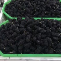 桑葚摇果，熟果，小果