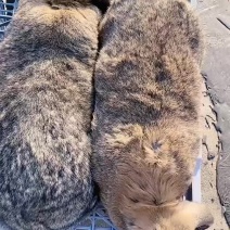 aa政鑫种兔养殖场欢迎你的到来我场考察洽谈