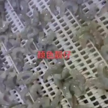 单冻青虾仁，现剥虾仁速冻，鲜冻水产品，常年供货