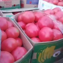 昌黎精品西红柿大量上市