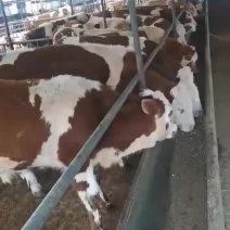 牛犊西门塔尔包运输包成活买十头送一头